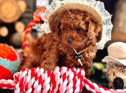 Oyuncu Ve Cana Yakın Poodle Yavrular görsel