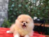 Orji̇nal Pomerani̇an Boo Yavrular
