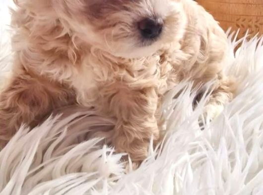 Mükemmel Malti̇poo Yavrular görsel