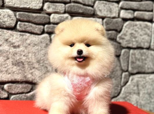 Pomerani̇an Boo Sağlik Garanti̇li̇ görsel