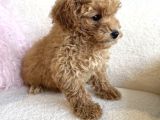 Ai̇le Dostu Malti̇poo Bebekler