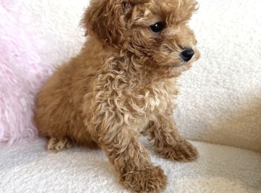 Ai̇le Dostu Malti̇poo Bebekler görsel