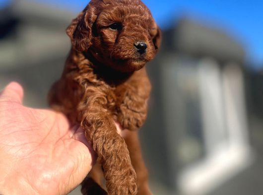 Orji̇nal Toy Poodle Çocuklar görsel