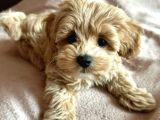 Kivir Kivir Malti̇poo Yavrular