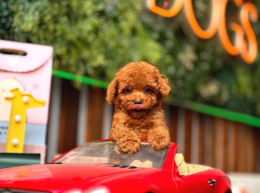 Kore Ve Toy Poodle Türkiye Güzelleri görsel
