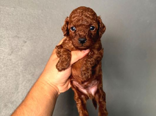 Poodle Bebekleri̇mi̇z Mevcut görsel