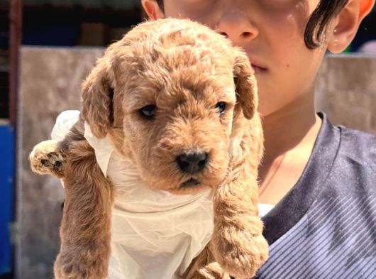 Cınnı Orcınal Mıcro Poodle görsel
