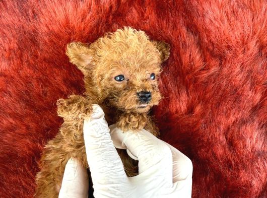 Cınnı Orcınal Mıcro Poodle görsel