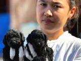 Poodle Sıyah Bebışler