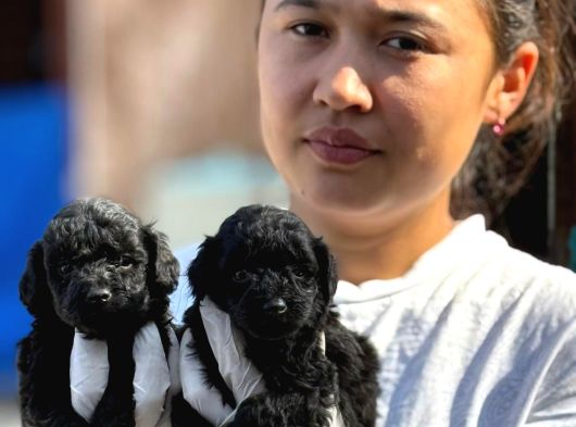 Poodle Sıyah Bebışler görsel