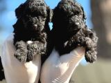 Poodle Sıyah Bebışler