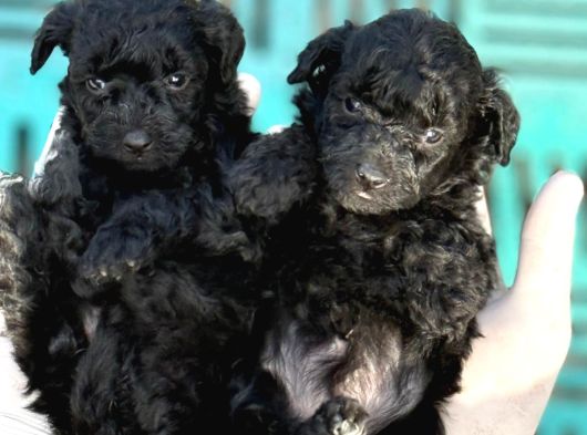 Poodle Sıyah Bebışler