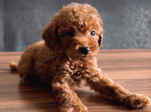 Uygun Toyy Poodle görsel
