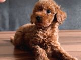 Uygun Toyy Poodle