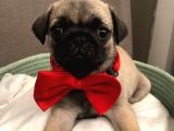 Pug Mops