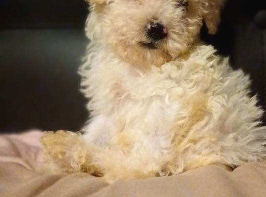 Maltipoo Yavrular görsel