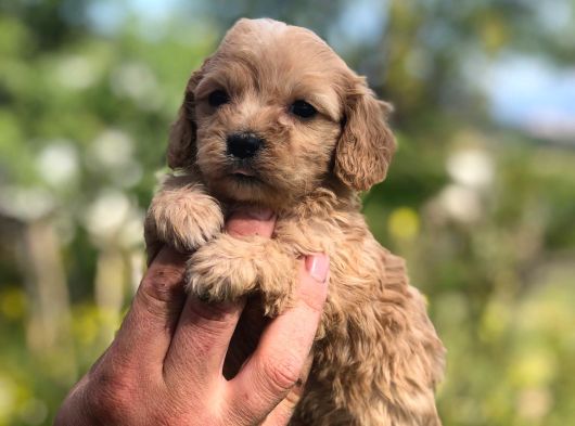 Maltipoo Yavrular görsel