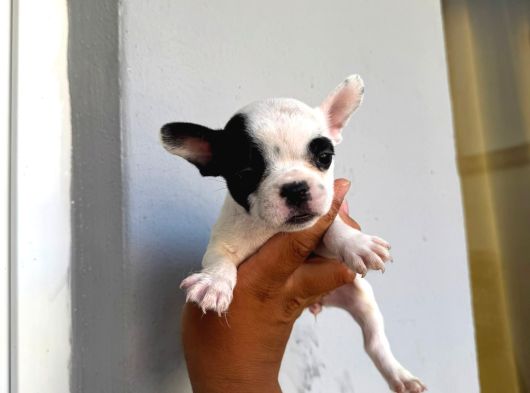 French Buldog görsel