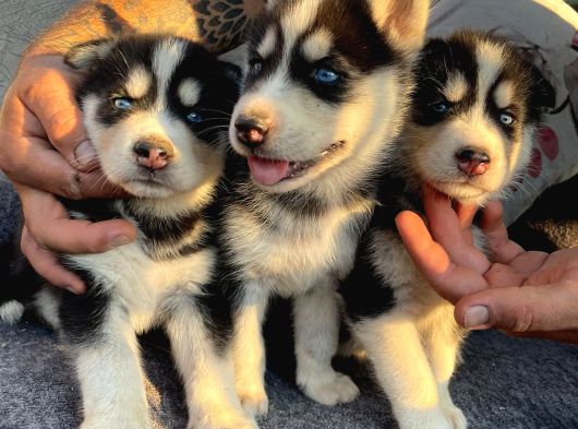 Sibirya Kurdu ( Husky ) görsel