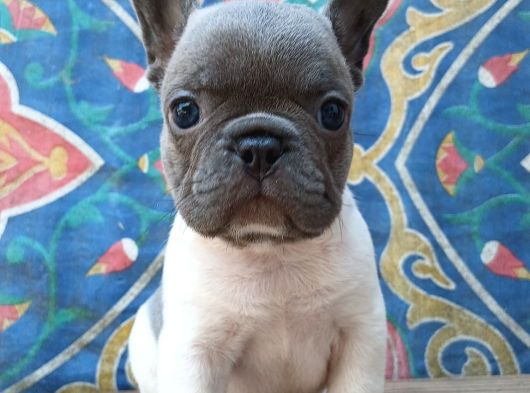 French Buldog görsel