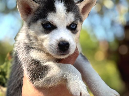 Sibirya Kurdu ( Husky ) görsel