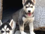 Sibirya Kurdu ( Husky )