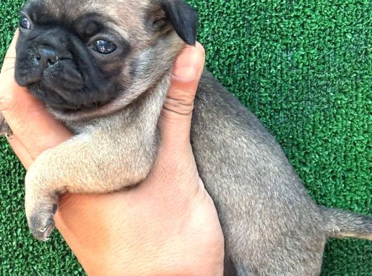 Pug Mops görsel