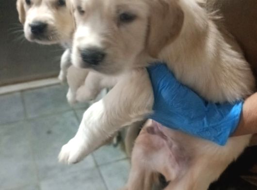 Baby Face Golden Retri̇ever Yavrular görsel