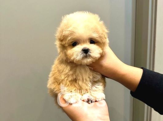 Teacup Malti̇poo Bebekler