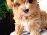 Teacup Malti̇poo Bebekler