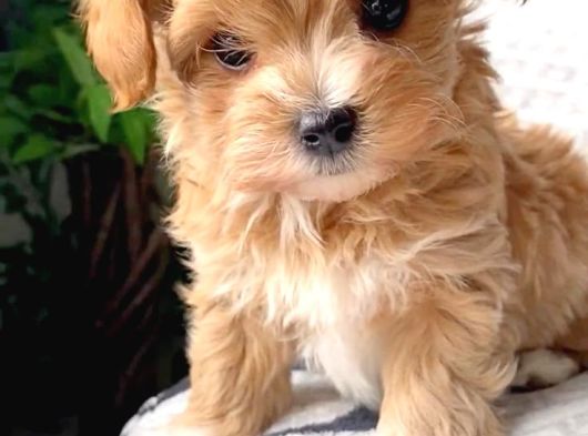 Teacup Malti̇poo Bebekler görsel
