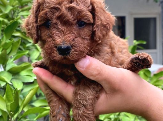 Kali̇teli̇ Malti̇po Bebekler görsel