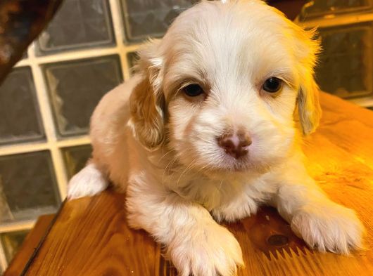 Maltipoo Yavrularımız Uygundur görsel