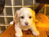 Maltipoo Yavrularımız Uygundur