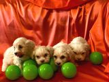 Ev Doğumu Maltipoo Yavrularımız