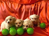 Ev Doğumu Maltipoo Yavrularımız