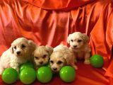 Ev Doğumu Maltipoo Yavrularımız