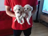 evinizin neşesi maltipoo yavrularımız