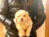 a kalite maltipoo bebeklerimiz