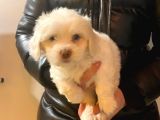 A Kalite Maltipoo Bebeklerimiz