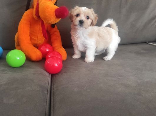 Ev Ortamına Alışkın Maltipoo Bebeklerimiz