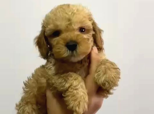 Teacup Malti̇poo Bebekler görsel