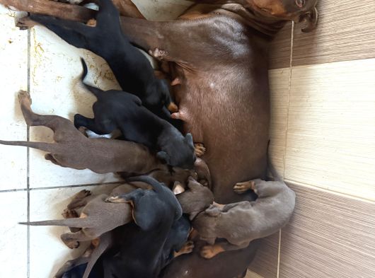 Doberman Di̇şi̇-Erkek Yavrular görsel