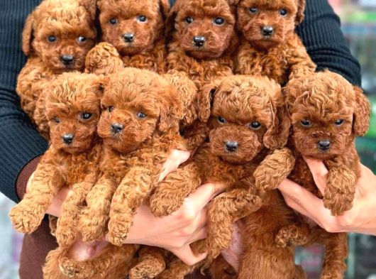 Poodle Bebekleri̇mi̇z Mevcut