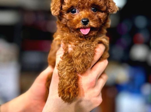 Poodle Bebekleri̇mi̇z Mevcut görsel
