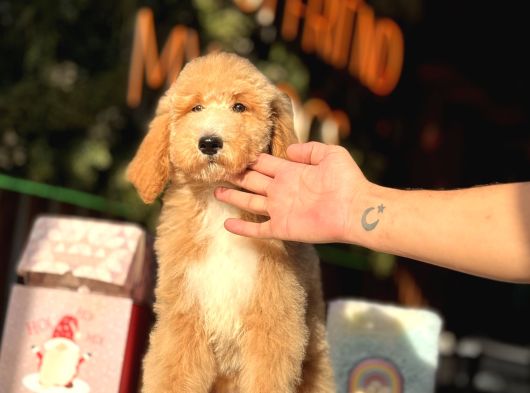 Goldendoodle 4 Aylık Aşılı