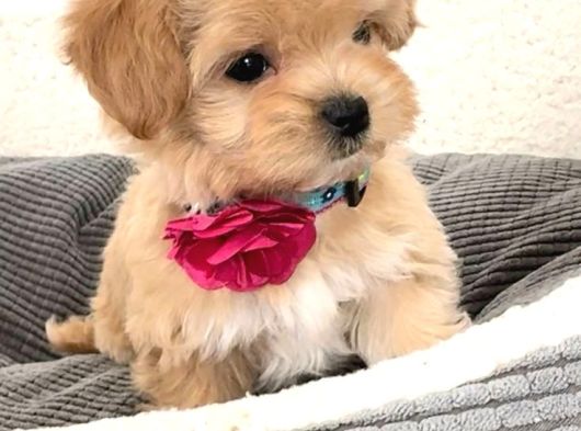 Küçük Boy Dev Sevgi Kore Maltipoo Yavrular