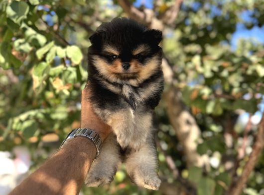 Blacktan Pomeri̇an Boo Bebek görsel