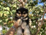Blacktan Pomeri̇an Boo Bebek