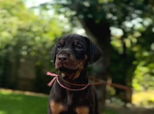Show Kalite Kalın Yapılı Doberman Yavrular